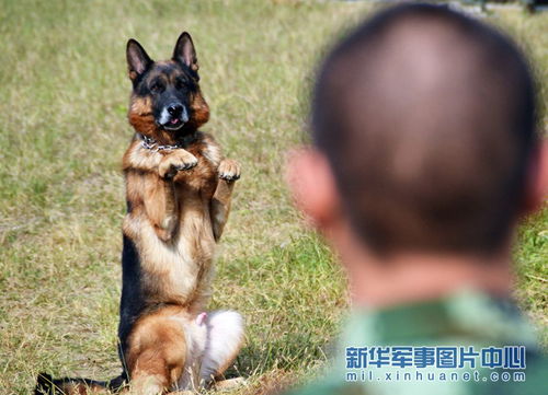 警犬训练知识