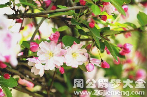 梦见苹果花开是什么意思 梦到苹果花开好不好 大鱼解梦网 