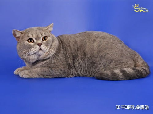 真的有英短蓝虎斑品种的猫吗 