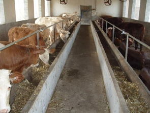 赛罕区 新城区 托克托县有没有肉牛养殖场哪里有肉牛养殖场什么地方有肉牛养殖场 