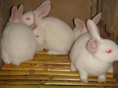 新西兰种兔多少钱一只 