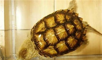 黄壳杂佛是什么龟？