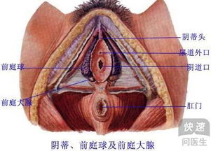 前庭大腺肿 前庭大腺囊肿严重吗