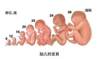 原创孕期孕妈尽量少吃这3种食物，可能会“影响”胎儿发育，别太任性