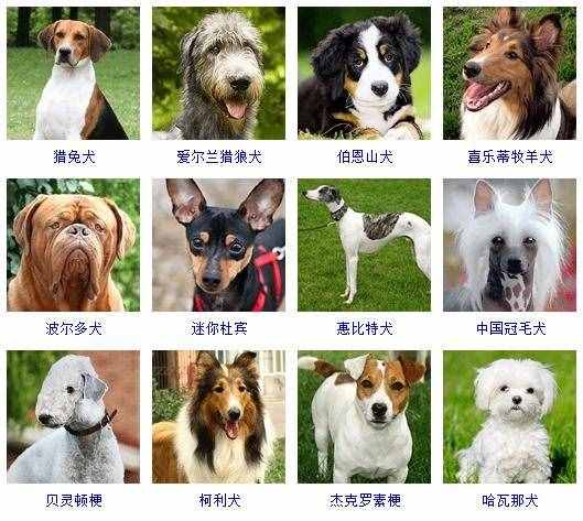 宠物狗的品种 178个宠物狗品种图片大全