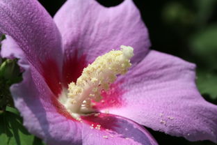 蕊的花样写法，花蕊的蕊字怎么写好看