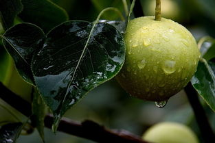 果树雨后可能出现哪些问题