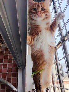 养猫一定要封窗 推荐好用便宜易安装铁网