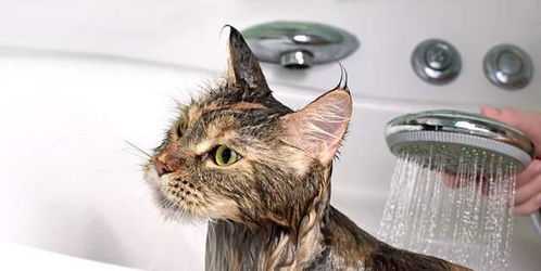 猫咪这5个部位不要随便洗,有时 脏点 更健康
