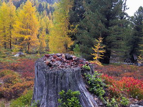 秋季,秋天的颜色,南蒂罗尔,黄色,布朗,红色,森林,日志,金色的秋天,树木,性质,着色,丰富多彩,秋季光,季节 