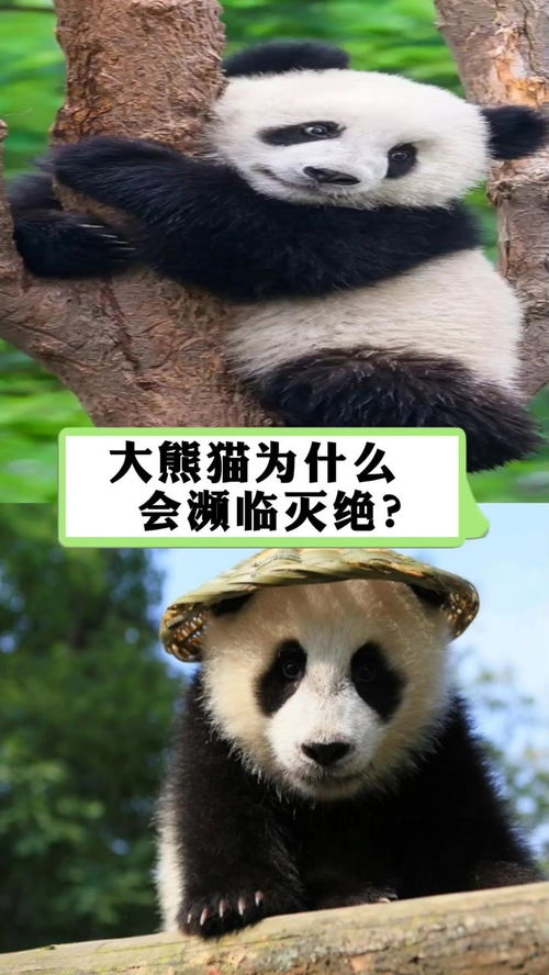 为什么大熊猫数量那么少 