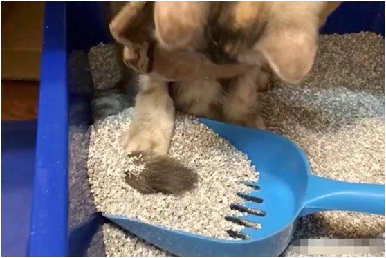 主人教猫咪如何使用猫砂,当猫自己动手操作时,画面简直要笑死人