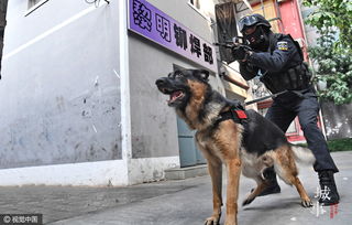 城事 北京 警犬部队 