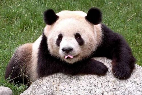 熊猫有天敌吗 