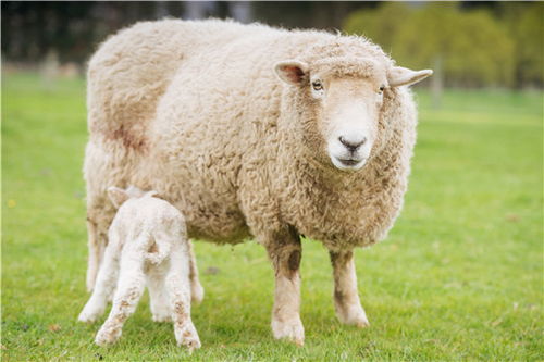 世界上最贵的羊332万元成交 是什么品种的 附详情