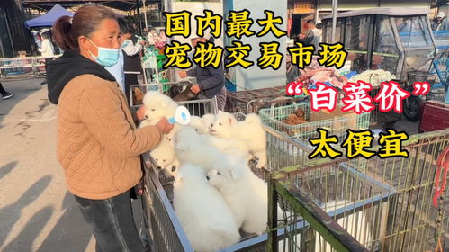 白菜价 也能买到狗,探访中国最大狗市,数以千计的宠物,便宜