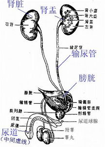 双肾多发性结石会从精液中排出吗 