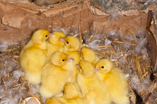 一般刚养的小鸡仔 几个月可以下蛋 