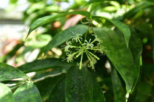 闲话名字里带 虎 的植物 小叶子陪你过大年