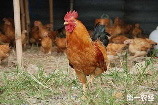 如何做好鸡群的繁殖工作 鸡群配种的几个方法