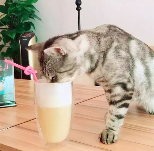 猫咪看着奶茶,先用小爪蘸点尝尝,感觉味道不错,再上前偷喝