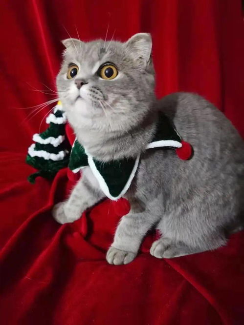 听说今年圣诞节,家里养猫的都崩溃了......