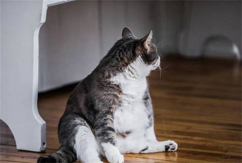 人人都喜欢把猫喂胖,这样真的好吗 考虑过猫咪的健康吗