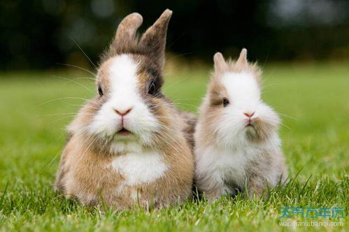 生肖兔的朋友和敌人都有哪 生肖兔的朋友和敌人分别有哪些