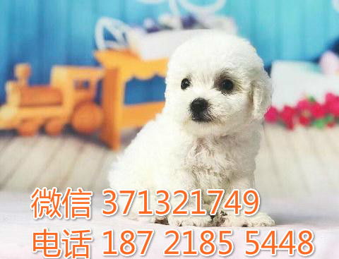 成都比熊犬纯种幼犬,成都犬舍 成都哪里有卖狗狗