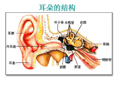 原神赛诺耳朵是真的吗