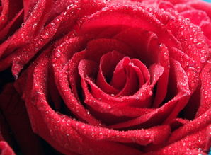 玫瑰花的特征和外貌,玫瑰花属性？