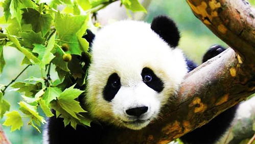 为什么大熊猫没天敌也会濒危 原来都是它们 太作 的下场 