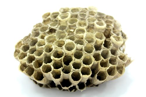 能够制造蜂蜡的是什么类型的蜜蜂 能够制造蜂蜡的是哪一种类型的蜂蜜(图1)