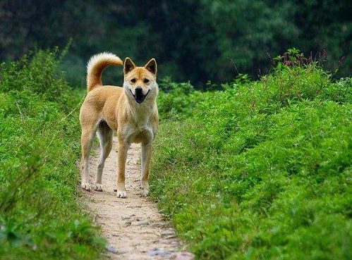 中华田园犬能办狗证了 深圳修改禁养犬,土狗终于不被歧视