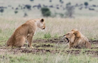 丛林之王怕老婆 雄狮被雌狮怒吼颜面扫地 