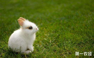 怎样饲养幼兔 幼兔的饲养方法