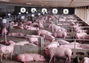 养猪业的 围城 还会持续多久 还给农民活路吗