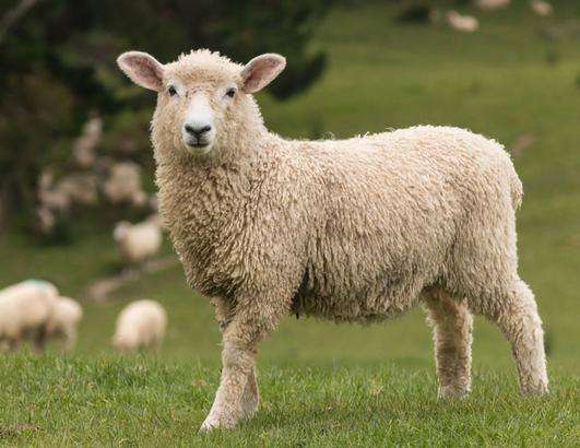 十二生肖属羊运势如何 属羊人2018年每月运势