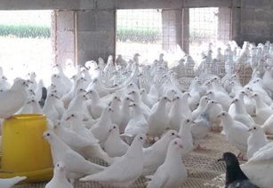 肉鸽养殖,肉鸽养殖的九个要点