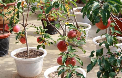 苹果盆栽的种植技巧有哪些,简单易学,赶紧试试