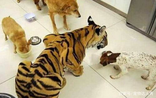 老虎从小被人收养,喝狗奶长大,如今长得越来越像狗