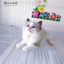 上海小可爱猫舍 