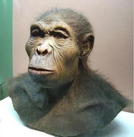 古猿 最早图片