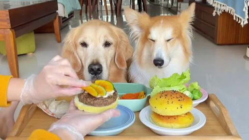 没有狗狗可以拒绝汉堡和薯条吧
