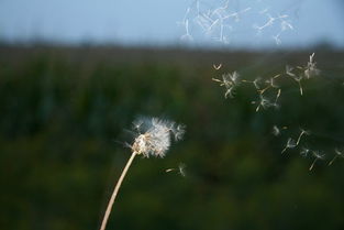 求一些图片,风中漫天飘零的蒲公英 最好有草地,但草不要太高,谢谢 