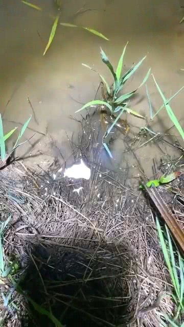 北大荒种水稻田有黄鳝吗(北大荒种水稻田有黄鳝吗图片)