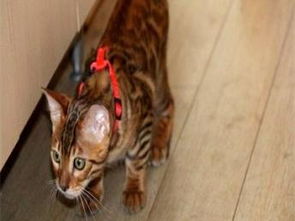 图 引进国外著名猫舍,豹猫DD, 纯种健康协议质保,疫苗齐全 北京宠物猫 