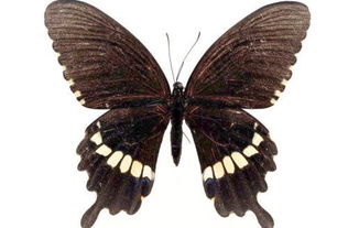 风水学半夜家里飞进一只很大的黑蝴蝶代表什么 