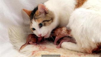 为什么说 猫老食子 小猫出生8天后被吃掉,是不是以后老猫都会吃掉自己的孩子 