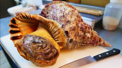 日本街头 超大海螺 ,取出肉的那一刻,太肥美了 